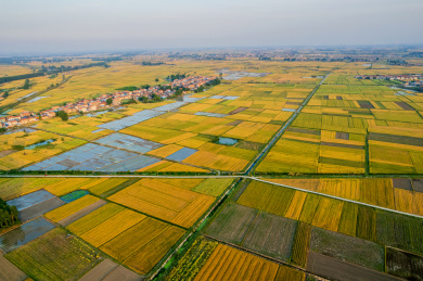 金黄色麦田航拍