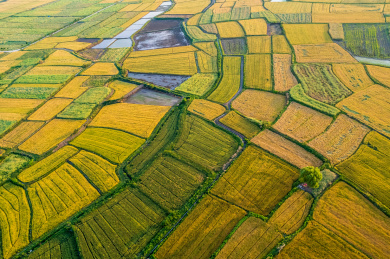 湖北襄阳金黄色麦田航拍