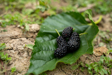 成熟的桑树果实
