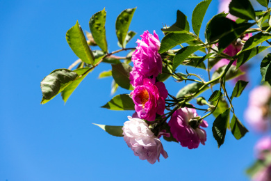 北京五月蔷薇花花
