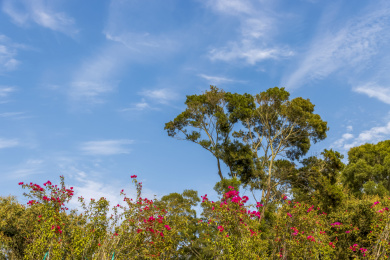 春末夏初午后有蓝天背景的山顶草木