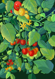 圣女果植物插画