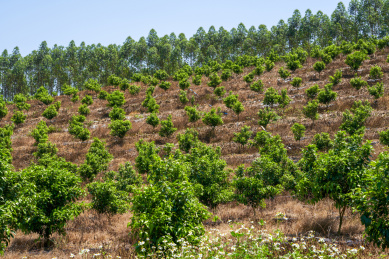 户外农场果园里种植的果树
