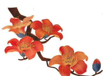 木棉花 