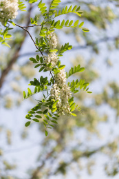 春天盛开的槐树花
