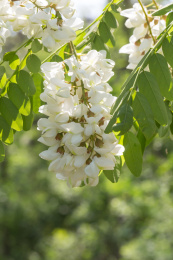 春天盛开的槐树花