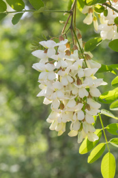 春天盛开的槐树花