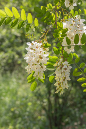 春天盛开的槐树花