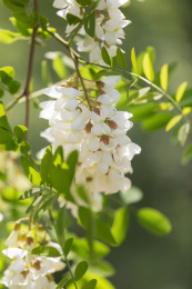 春天盛开的槐树花