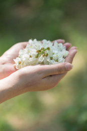春天盛开的槐树花