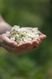 春天盛开的槐树花