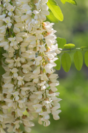 春天盛开的槐树花