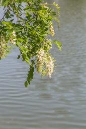春天盛开的槐树花