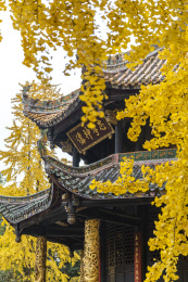 成都青羊宫秋天银杏