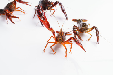 白色背景上一群小龙虾