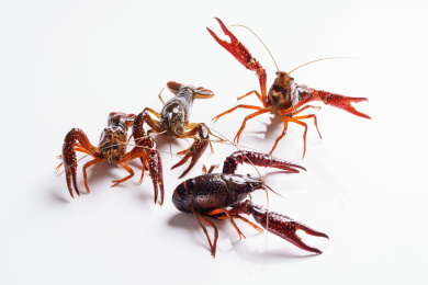 白色背景上一群小龙虾