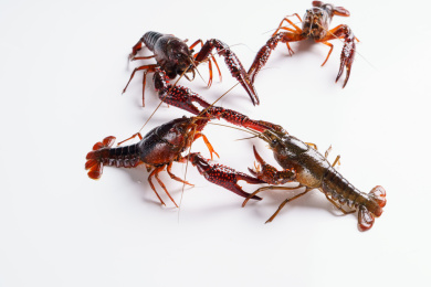 白色背景上一群小龙虾