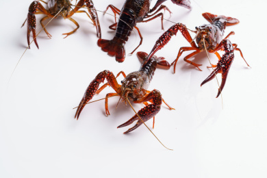 白色背景上一群小龙虾