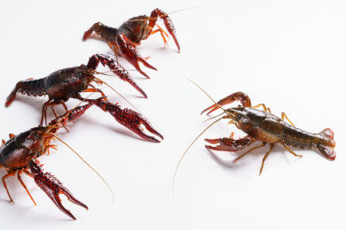 白色背景上一群小龙虾
