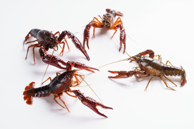 白色背景上一群小龙虾