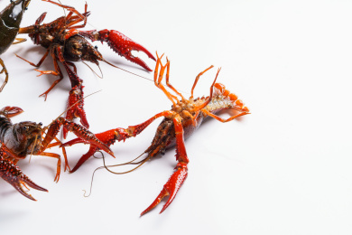 白色背景上一群小龙虾