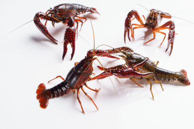 白色背景上一群小龙虾