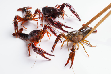 白色背景上一群小龙虾