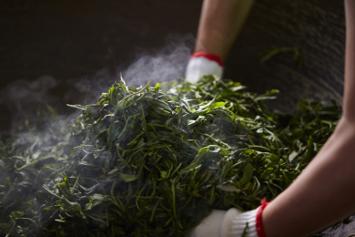 云南古树茶制茶