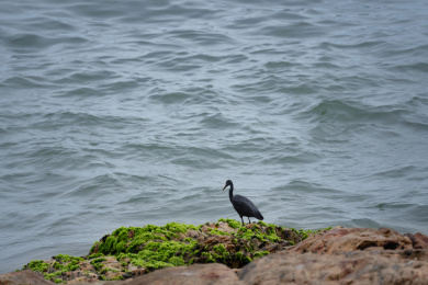 海水中与浪花搏斗的海鸟