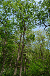 春季花期的洋槐