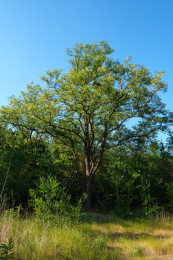 春季花期的洋槐