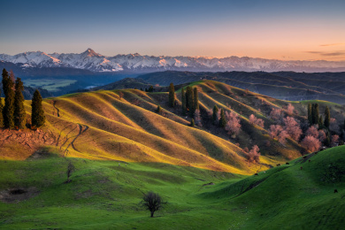 中国新疆伊犁库尔德宁杏花