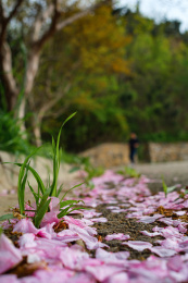 春季落在路边的花瓣