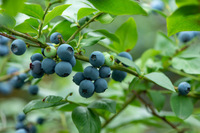 一串串蓝莓果实