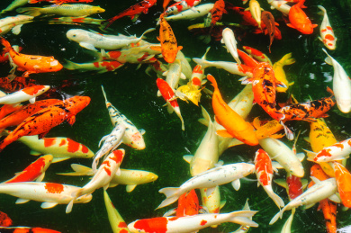 鱼塘里的一群自由自在游泳的锦鲤