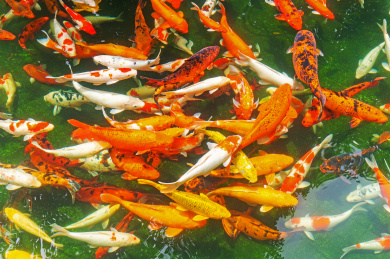 鱼塘里的一群自由自在游泳的锦鲤