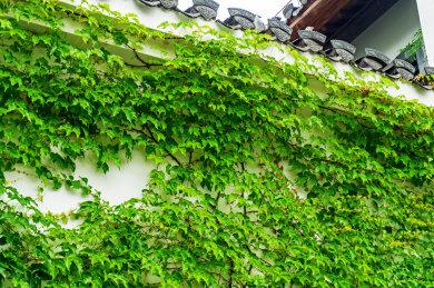 墙上的爬山虎特写