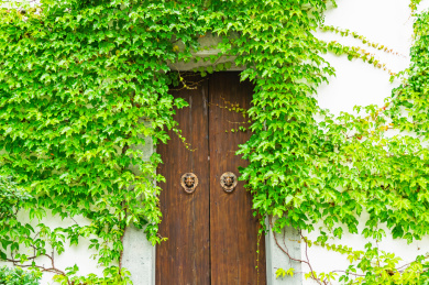 墙上的爬山虎特写