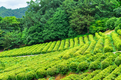 广东梅州雁南飞茶田风景区