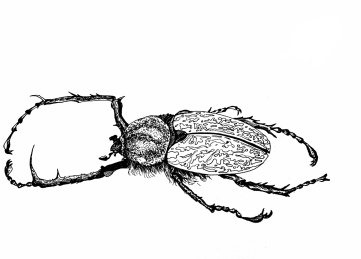甲壳虫线描白描