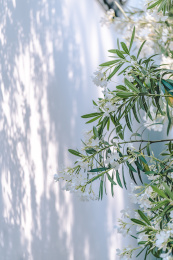南京总统府传统建筑与夹竹桃花
