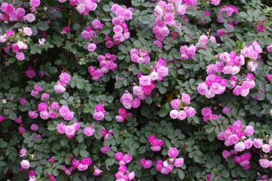 美丽的蔷薇花墙