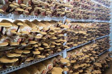 温室内铁架上立体种植的灵芝