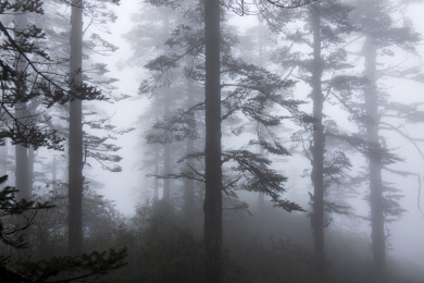 四川洪雅瓦屋山雾景