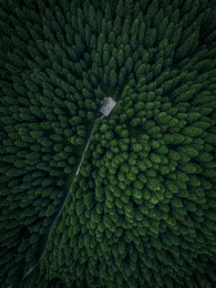茂盛的森林