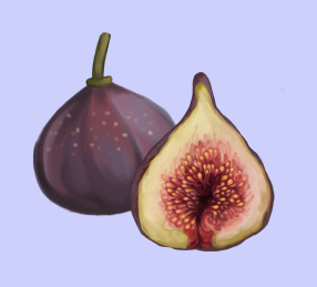 无花果鲜果剖面果实水果食品插画
