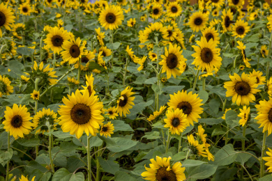 重庆巴南花木世界园林中的葵花朵朵