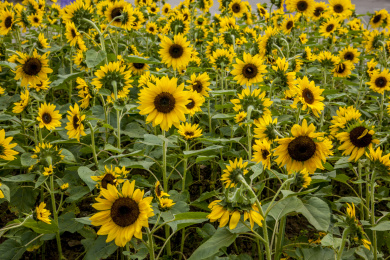 重庆巴南花木世界园林中的葵花朵朵