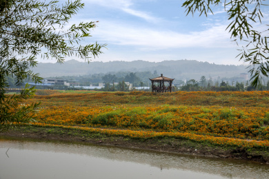 重庆巴南花木世界园林湖边盛开的鲜花