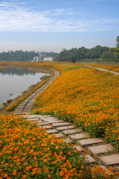 重庆巴南花木世界园林湖边盛开的鲜花